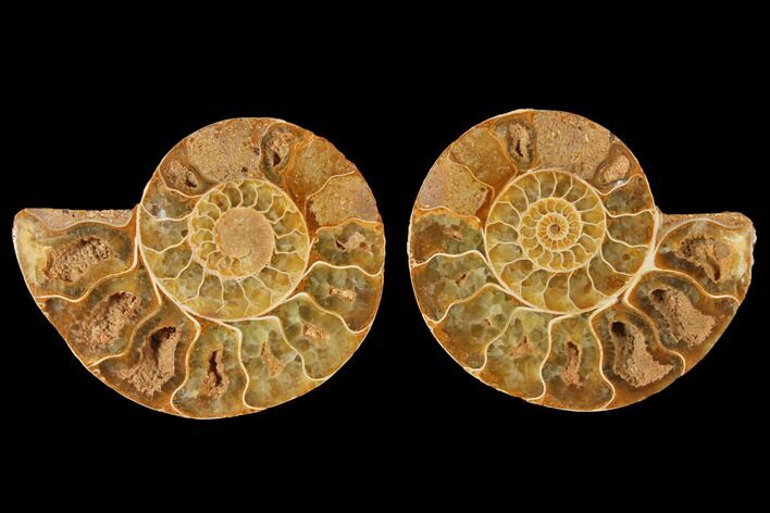 3.4" Cut & Polished Agatized Ammonite Fossil (Pair)- Jurassic
